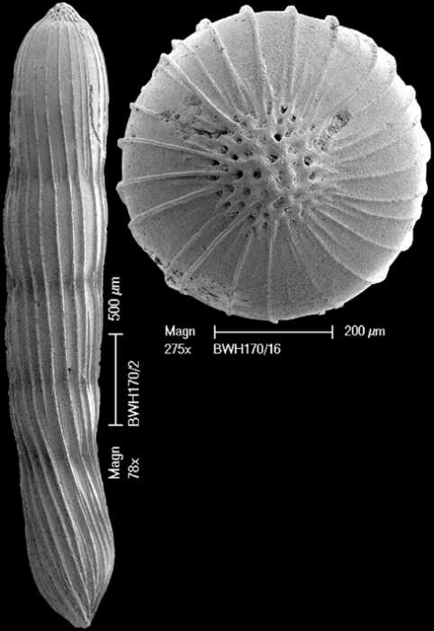 Image of Chrysalogonium deceptorium (Schwager 1866)