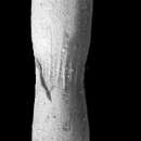 Image of Chrysalogonium eximium Cushman 1938