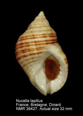 Nucella lapillus (Linnaeus 1758)的圖片