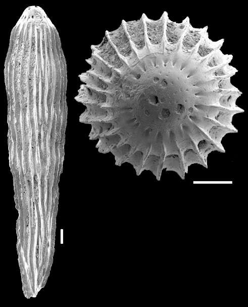 Image of Epelistoma crassitesta (Schwager 1866)