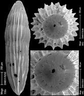 Image of Epelistoma crassitesta (Schwager 1866)