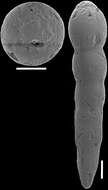 Image of Epelistoma morgansi Hayward 2012