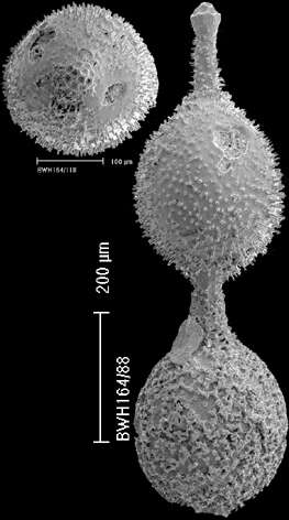 Image of Lotostomoides asperula (Neugeboren 1852)