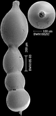 Image of Lotostomoides calomorpha (Reuss 1866)