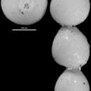 Image of Lotostomoides chirana (Cushman & Stone 1947)