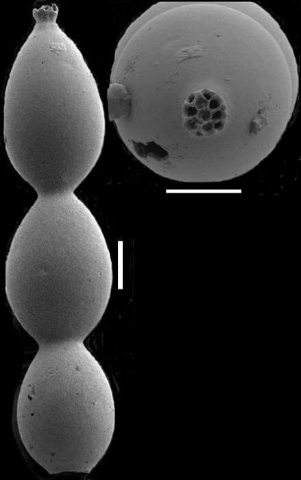 Image of Lotostomoides schwageri Hayward 2012