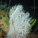 Image of Grey Sea-fan Black Coral