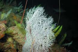 Image of Grey Sea-fan Black Coral
