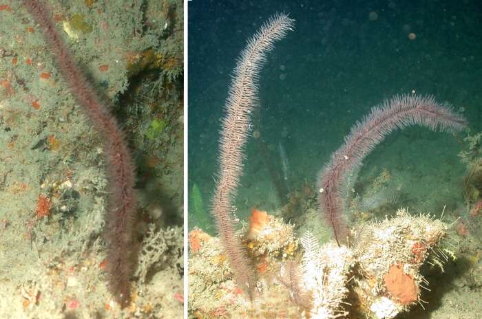 Image of Bottle-brush Black Coral