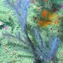 Image of Bottle-brush Bush Black Coral