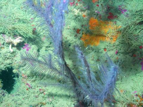 Image of Bottle-brush Bush Black Coral