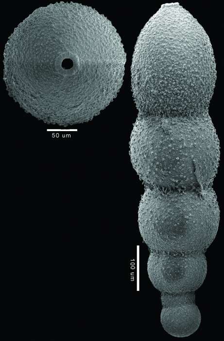 Image de Glandulonodosaria colomi Hayward 2012