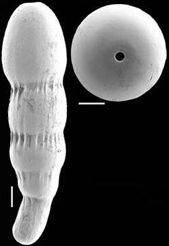 Image of Glandulonodosaria lutzei Hayward & Kawagata 2012