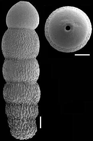 Image of Glandulonodosaria trincherasensis (Bermúdez 1949)