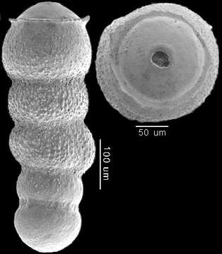 Image of Glandulonodosaria trincherasensis (Bermúdez 1949)