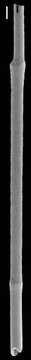 Neugeborina longiscata (d'Orbigny 1846)的图像