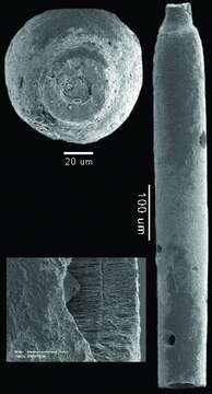 Neugeborina longiscata (d'Orbigny 1846)的图像