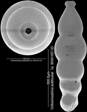 Orthomorphina jedlitschkai (Thalmann 1937)的图像