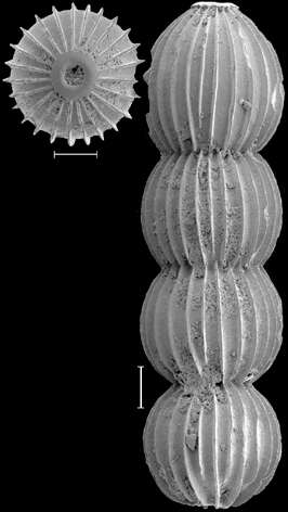 Image of Orthomorphina multicosta (Neugeboren 1856)