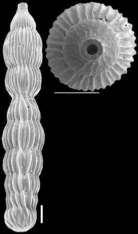 Image of Orthomorphina perversa (Schwager 1866)