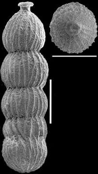 Orthomorphina perversa (Schwager 1866)的图像