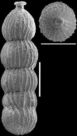 Image of Orthomorphina perversa (Schwager 1866)