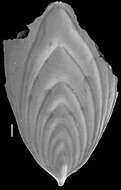 Image of Mucronina compressa (Costa 1855)