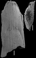 Image of Mucronina hasta d'Orbigny ex Parker, Jones & Brady 1865