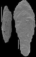 Image of Polymorphinida