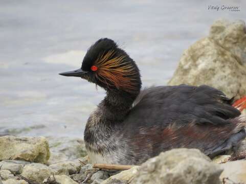 Image of Podiceps Latham 1787