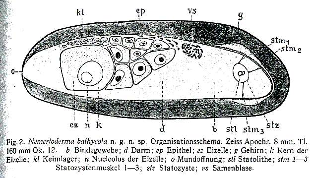 Image of Nemertoderma