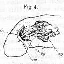 Image of Achoerus caspius Beklemischev 1914