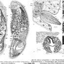 Image of Achoerus pachycaudatus Dörjes 1968