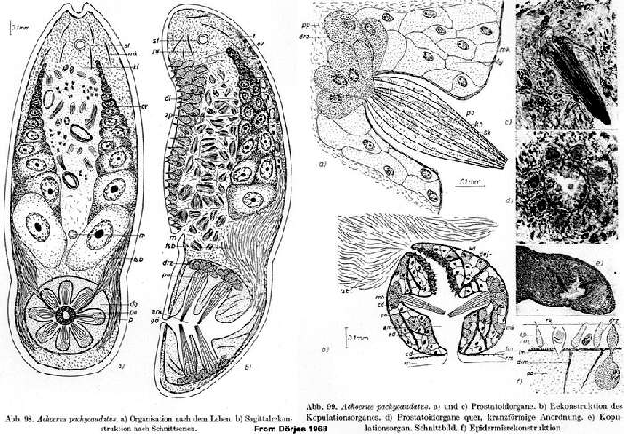Image of acoel flatworms