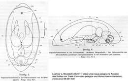 Image of Adenopea