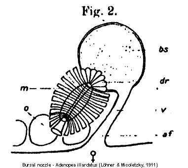 Image of Adenopea