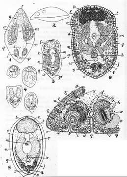 Image of Adenopea cenata (Du Bois-Reymond Marcus 1955)