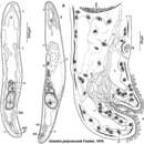 Image of Unantra polyvacuola Faubel 1976