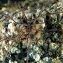 Image of Sea-spider