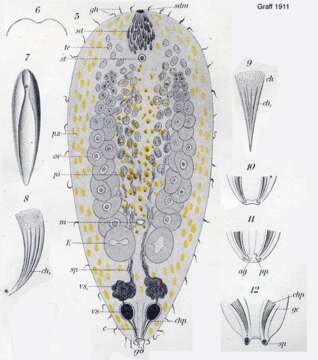 Image of Mecynostomidae