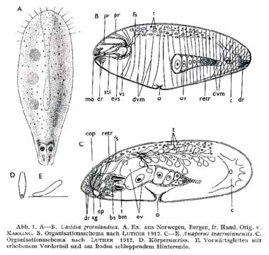 Image of Childia groenlandica (Levinsen 1879)