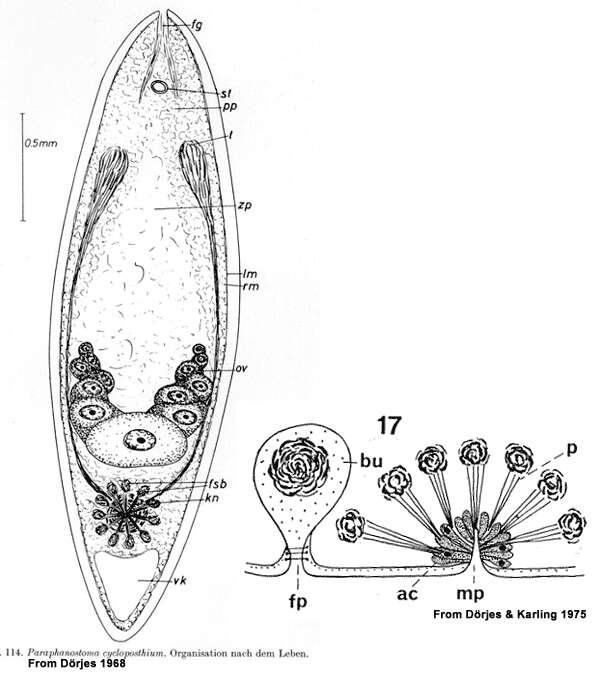 Image de Childia cycloposthium (Westblad 1942)