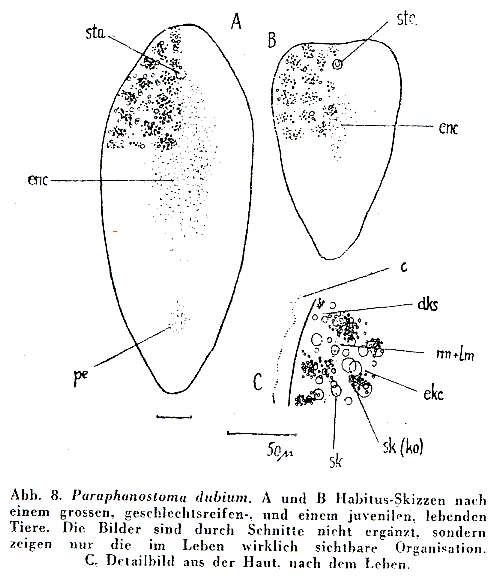 Image of Childia dubium (Westblad 1942)