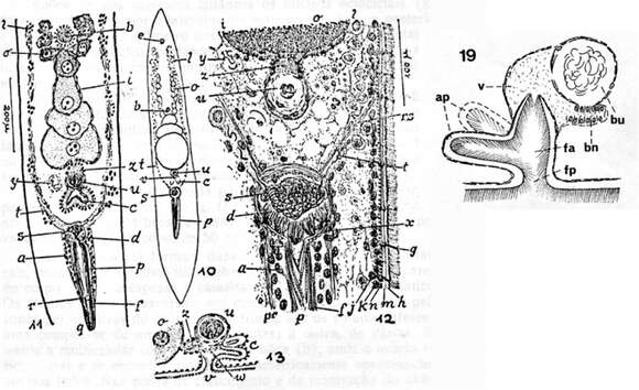 Image of Childia etium (Marcus 1954)