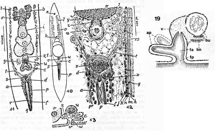 Image de Childia etium (Marcus 1954)