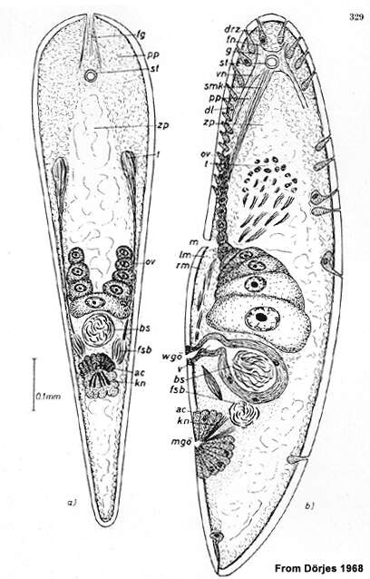 Image of Childia gracilis (Westblad 1945)