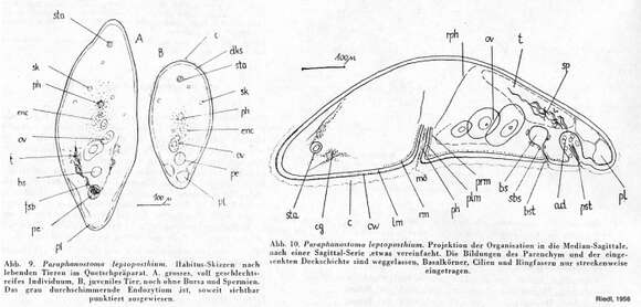 Image of Childia leptoposthium (Riedl 1956)