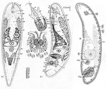 Image of Childia submaculatum (Westblad 1942)