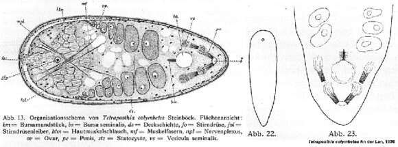 Image of Tetraposthia colymbetes An der Lan 1936