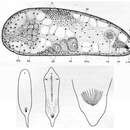 Image de Actinoposthia caudata An der Lan 1936